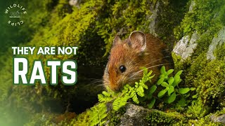 Himalayan Pika  Pika  Lagomorphs [upl. by Gnilyarg]