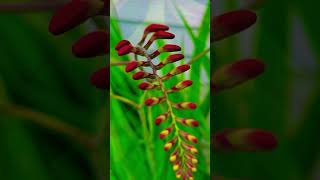 Sword Lily garden flowers [upl. by Valda]