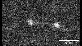 Actin filament stretching with dual trap assay [upl. by Fennie304]