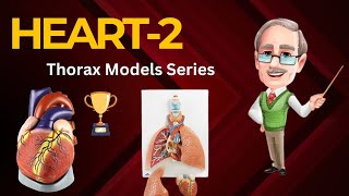 Heart Model 2 in Urdu amp Hindi anatomy netter 1styearmbbs bdchaurasia klm grays thoraxanatomy [upl. by Loleta29]