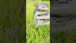 Cute Snake shortvideo snakechannel subscribe cobra babycobra snake shorts cute snake viral [upl. by Tabber985]