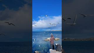 Seagull feeding …​⁠Geneva 🇨🇭 [upl. by Oirifrop]