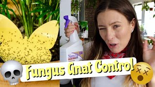 9 EASY Solutions For Fungus Gnats  How To Get Rid of Fungus Gnats in Houseplants [upl. by Neladgam]