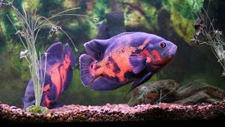 Oscar Fish and Pacus in 29 gallon tank [upl. by Sholem55]