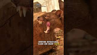 Fossa The LARGEST Predator in Madagascar naturedocumentary amazingfacts shorts [upl. by Yadnil229]