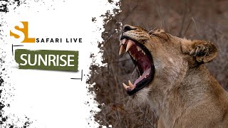 SafariLIVE Sunrise Safari  12 July 2024 [upl. by Yrnehnhoj]