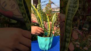 Como cuidar la planta de sansevieria en casa shorts sansevieria [upl. by Leventhal86]