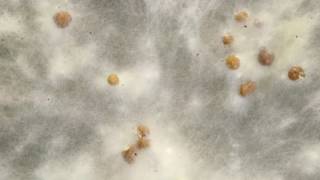 Sclerotium formation timelapse [upl. by Koal]