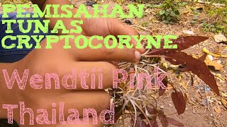 Budidaya Tanaman Aquascape Cryptocoryne Wendtii Pink Thailand [upl. by Lleunamme833]