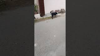 cutest black dog ever khamos zindagi matlabi zamanablack dogstreet digcute dog shorts [upl. by Ezirtaeb]