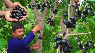 jamun ka sirka सिर्फ 5 दिन मे जामुन का अमृत सिरका बनाने की आसान विधि  Blackberry Vinegar recipe [upl. by Gnov]