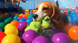 Funny Beagles Having a Ball Pit Surprise Pool Party [upl. by Schug]