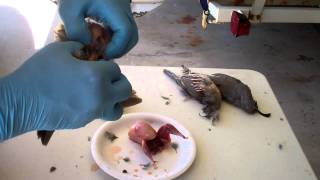 How to Clean and Dress Quail Chukar and Game Birds [upl. by Sacul]