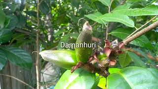 proses pemanenan Seedpod Strophanthus gratusracun panah Afrika [upl. by Straus]