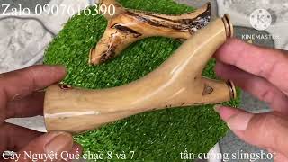 Cây Nguyệt Quế ngày 3172024 handmade slingshot  tancuong slingshot [upl. by Gnoud852]