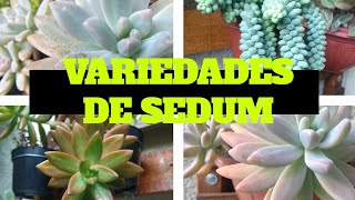 TIPOS DE SEDUM PARTE 1 [upl. by Sualkin723]