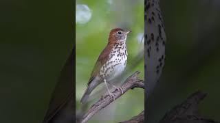 Wood thrush Hylocichla mustelina [upl. by Frost574]