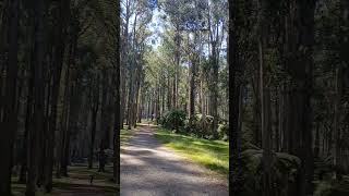 Dandenong Ranges satisfying [upl. by Eerbua277]