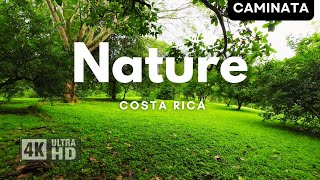 Caminata en medio de la naturaleza  Canto de los pájaros sonido relajante del río  Costa Rica [upl. by Corkhill]