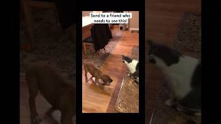 BEST FRIENDS 🐱🐶 viral pals explore shorts bestfriend pets [upl. by Wanfried383]