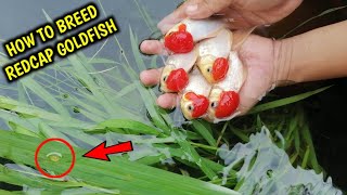 How to breed goldfish redcap  Natural breeding  Redcap Oranda Goldfish [upl. by Orvan]