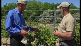 How To Trellis Grapevines [upl. by Camilo]