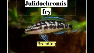 Julidochromis Transcriptus fry Breeding [upl. by Obadias]