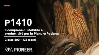 P1410 il mais campione di stabilità e produttività per la Pianura Padana [upl. by Culbert]