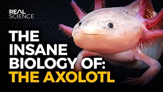 The Insane Biology of The Axolotl [upl. by Micaela503]