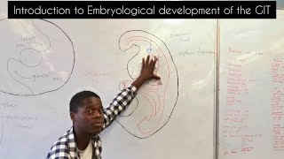 Introduction to embryological development of the GIT  Development of the esophagus [upl. by Clemmie783]