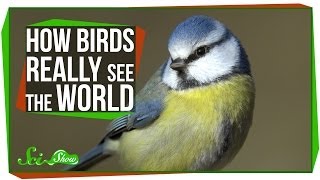 How Birds Really See the World [upl. by Yrgoerg413]