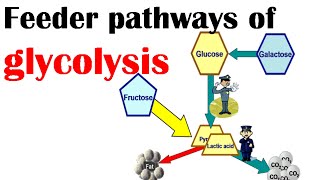 Feeder pathways of glycolysis [upl. by Otiragram]