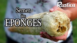 Semer et cultiver la courge éponge Luffa une éponge végétale [upl. by Elesig]