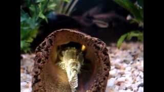 Bristlenose Catfish Fanning Eggs [upl. by Gualterio]