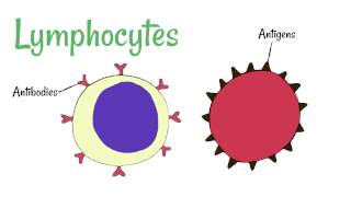 How I distinguish between Lymphocytes vs Monocytes [upl. by Yrrag447]