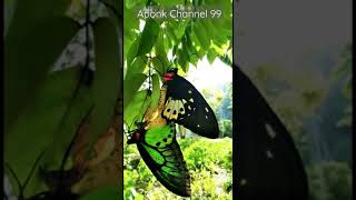 Ornithoptera priamus  common green birdwing BIRDWING BUTTERFLY [upl. by Ramses]