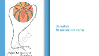 Phylum Ctenophora NEET comb jellies comb plates statocyst beroe pleurobrachia cydipid ctenoplana [upl. by Laurence]