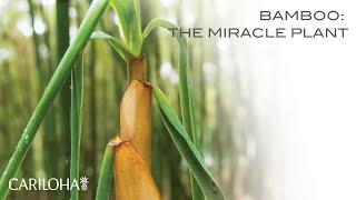 Bamboo The Miracle Plant [upl. by Roye]