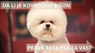 PREDNOSTI I MANE RASE KOVRDŽAVI BIŠON  DA LI JE KOVRDŽAVI BIŠON PRAVA RASA PSA ZA VAS [upl. by Kent]