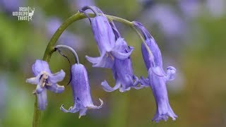 Three Shades of Blue  How to Identify our native Bluebell [upl. by Isobel]