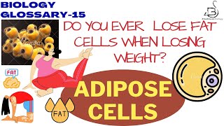 ADIPOSE CELLS  ADIPOCYTES  FAT CELLS  FAT STORAGE  Raven Biology  Glossary [upl. by Allix67]