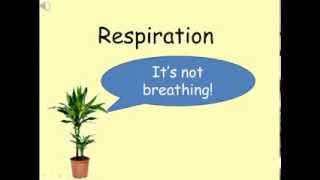 Respiration GCSE Combined Science Biology [upl. by Paapanen]