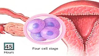 How The Embryo Develops After Fertilisation  Human Development Animation  Zygote Cell Division Vid [upl. by Adlanor883]