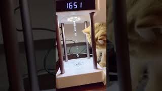 Cat vs antigravity water drops [upl. by Narcis]