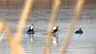 Hooded Merganser Courtship at Port Louisa National Wildlife Refugempg [upl. by Mirisola921]