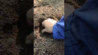 LANJUT Mencari Millipede kaki seribu  short video snailhunter [upl. by Ecylahs344]