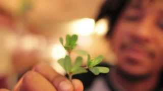 Foraging and Preparing Purslane [upl. by Randell561]