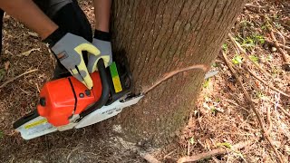 How to Fell a Tree with a Chainsaw [upl. by Weyermann]