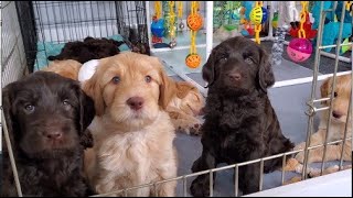 Australian Labradoodle Puppies [upl. by Ainaled]