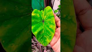 Colocasia plant available 🥰sale [upl. by Vudimir]